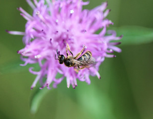 Temnostoma bombylans, a species of hoverfly, sitting on flower