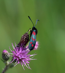 six spot burnet (Zygaena filipendulae), a day flying moth