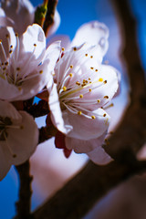 blossoming apricot close up on a sky background © ruslan1117