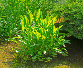 Aquatic alisma plant