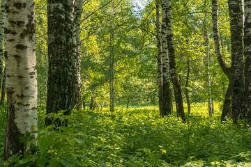 Green trees in summer park