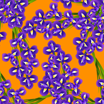 Dark Blue Purple Iris Flower on Orange Background.