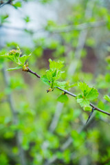 Naklejka premium Hawthorn bush in the garden. Shallow depth of field.
