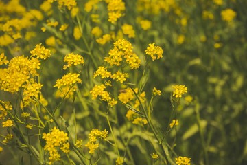 Obraz premium Inflorescence of Yellow flowers