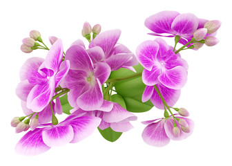 Fototapeta na wymiar top view of purple orchid flower isolated on white background