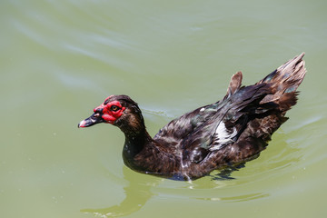 Brown male muscovy duck with red beak floating in the transparent pond water