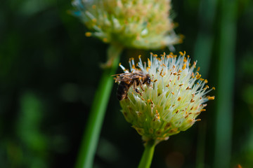 Yellow bee on the onion flower