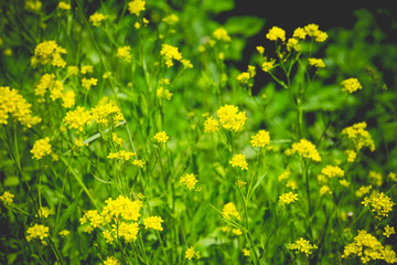 Inflorescence of Yellow flowers