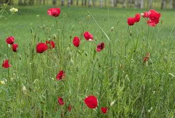 Fototapeta na wymiar Red Corn Poppy Flowers