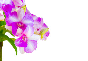 Purple orchid flower isolated on white background.