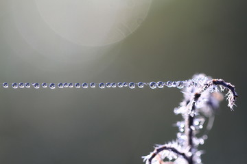 Fil d'araignée au petit matin plein de gouttes de  rosée