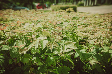 Shorn bushes in the park