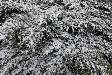Leafage of juniper covered with snow in winter