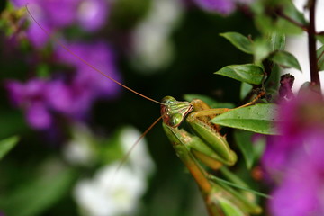 A Praying Mantis looks for lunch among the Angelonia flowers in my garden.