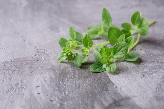 Oregano branches on a gray concrete background. Oregano close-up.