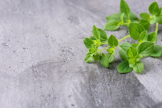 Oregano branches on a gray concrete background. Oregano close-up. With copy space.
