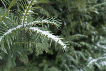 Naklejka na ściany i meble Closeup of snow covered yew branch with immature male cones