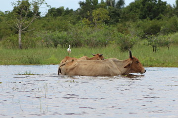 vaca baño