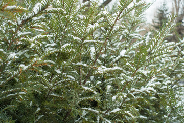 English yew branches with immature male cones covered with snow