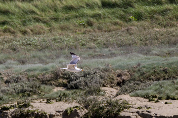 Goéland argenté/Larus argentatus/European Herring Gull