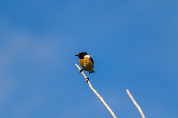 Tarier pâtre/Saxicola rubicola/European Stonechat