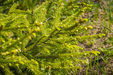 Spring spruce tree branches
