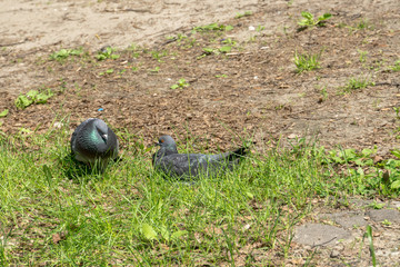 Two pigeons on the ground