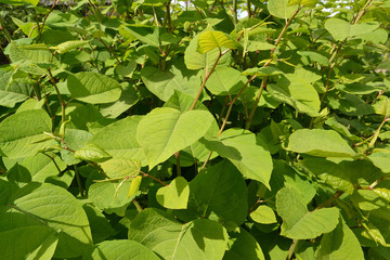 Reynutriya Bohemian (Reynoutria japonica Houtt. × Reynoutria sachalinensis (F. Schmidt) Nakai), stalks with lities