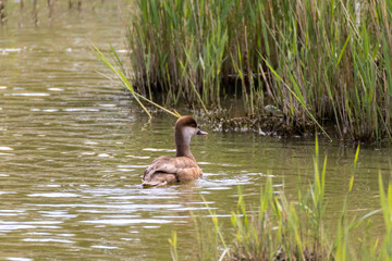 Juvénile nette rousse/Young Red-crested Pochard