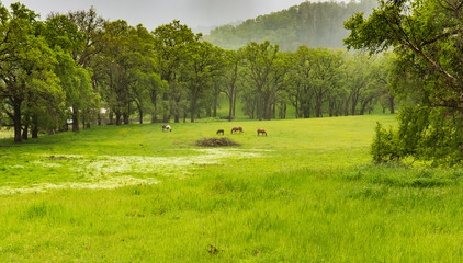 Fototapeta premium Horses in pasture with trees on rainy day