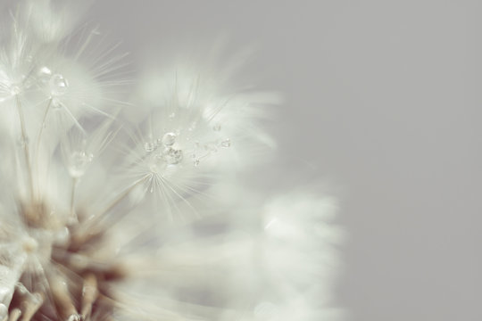 White Dandelion with Water Drops Retro