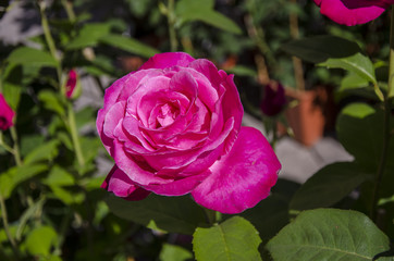 A Rose by Any Other Name