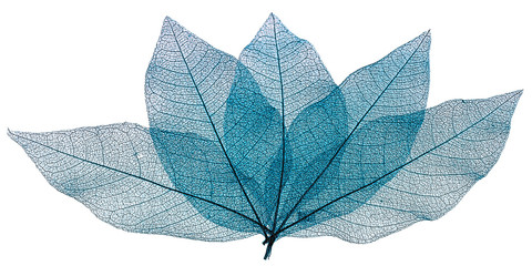 nervures bleues de feuilles sèches texturées, fond blanc 