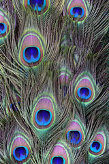 Fototapeta premium texture of peacock feathers