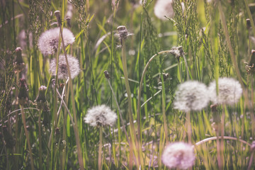 White dandelions in the grass filtered