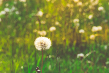 White dandelions in the grass filtered