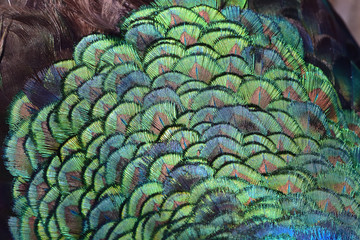 texture of peacock feathers