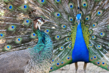 Peacock are dating