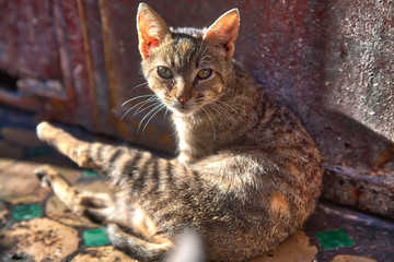Eine kleine Katze wurde soeben gestört bei ihrer täglichen Wäsche in der Medina der Stadt Fes in Marokko, Nordafrika