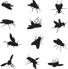 Foto op Plexiglas Fly, various images, vector, black silhouette © gjan62