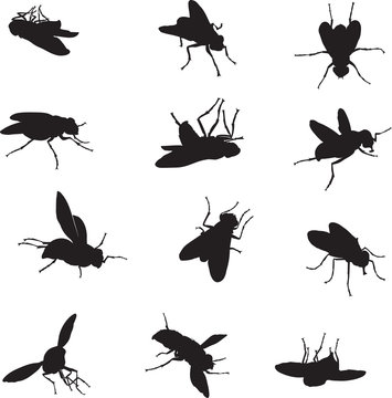 Fly, various images, vector, black silhouette
