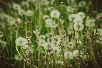 White dandelions in the grass filtered