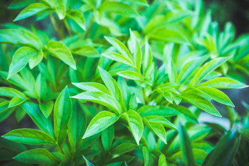 Young peony plant in the garden. Selective focus. 