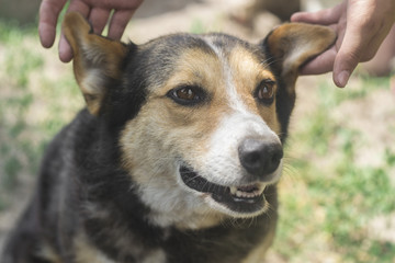 human hands rais dog's ears