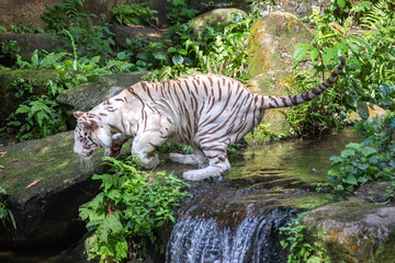 Fototapeta na wymiar Portrait of a majestic white / bleached tiger in the greenery of a jungle. Singapore.
