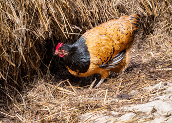 Zwiehuhn auf Misthaufen