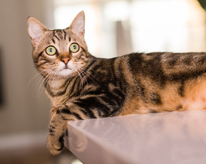 Domestic cat at home