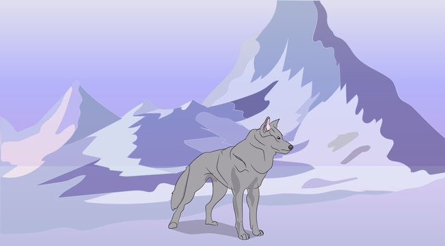 wolf on nature background