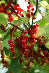 Red Currant, Rote Johannisbeere