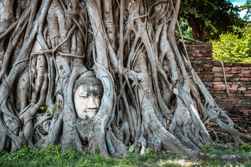 Ancient stone sculpture of Buddha face covered by roots of Banyan tree, Ayutthaya, Thailand